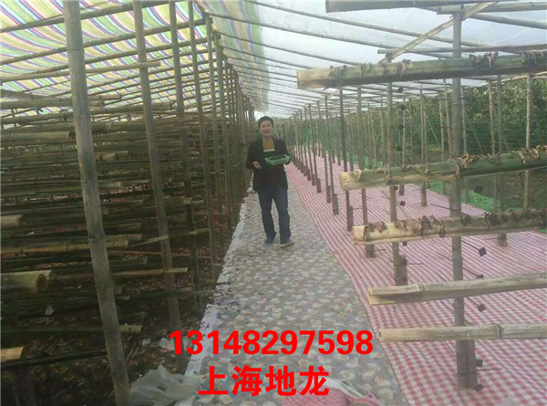 低价出售河南地龙