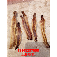 低价出售河南地龙