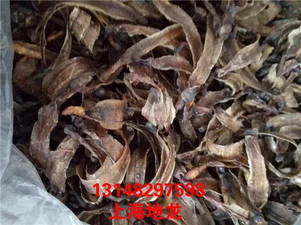 低价出售河南地龙