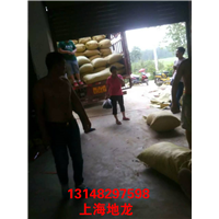 低价出售河南地龙
