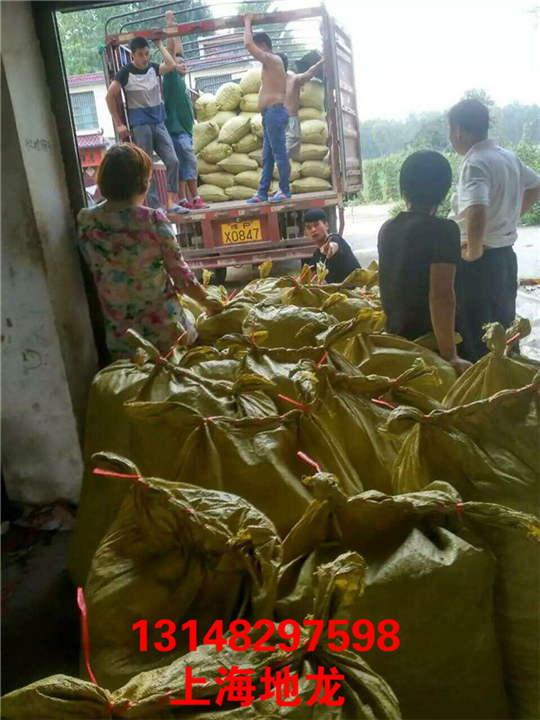 低价出售河南地龙