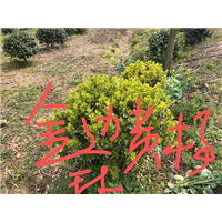 江苏金边黄杨球 