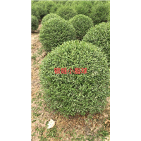 银姬小腊球 