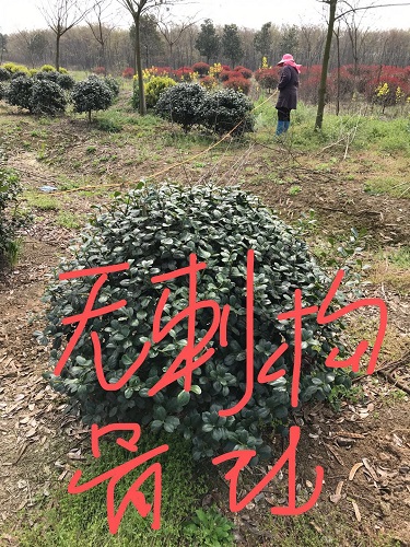 江苏无刺构骨球 