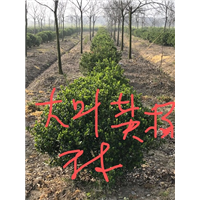 江苏大叶黄杨球出售-大叶黄杨球2 