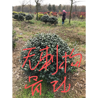 江苏无刺构骨球 