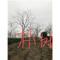 江苏朴树3 