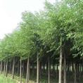 江苏青皮垂柳**江苏垂柳、江苏垂柳基地 