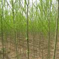 江苏青皮垂柳|**江苏垂柳、江苏垂柳基地 