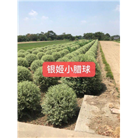 江苏朴树产地-朴树6-江苏朴树出售 