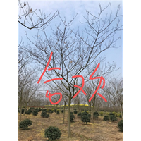 江苏合欢 