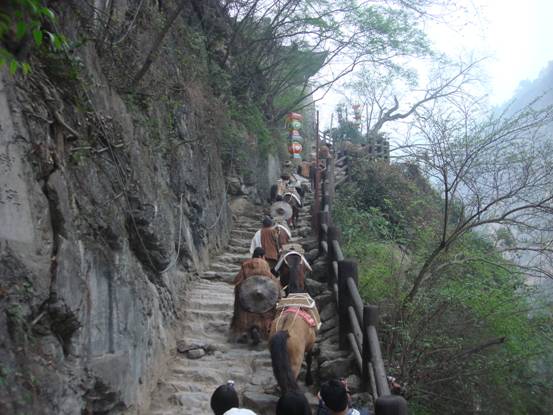 哪里有骡马队 
