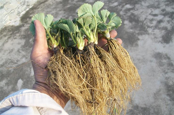 桂林草莓苗-浙江优质草莓供应