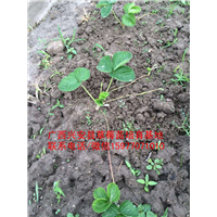 红颜草莓苗大量出售 预定中03