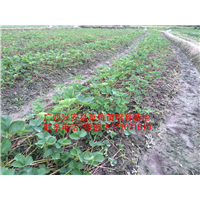 广西红颜草莓苗大量出售预定04