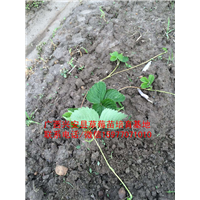 红颜草莓苗大量出售 预定中04
