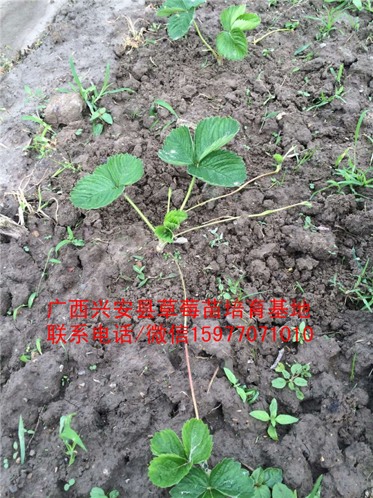 红颜草莓苗大量出售 预定中03