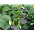 湖南草莓苗销售-湖南草莓苗种植基地