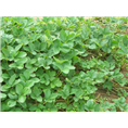 浙江草莓批发基地-浙江草莓