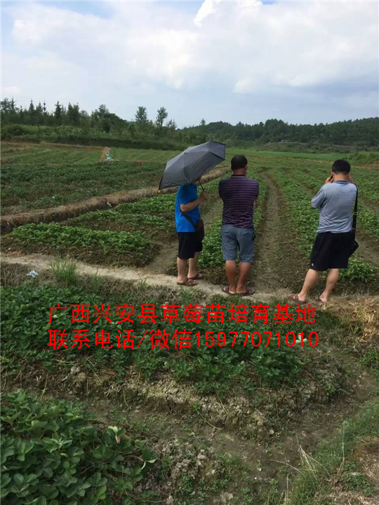 广西红颜草莓苗大量出售预定02