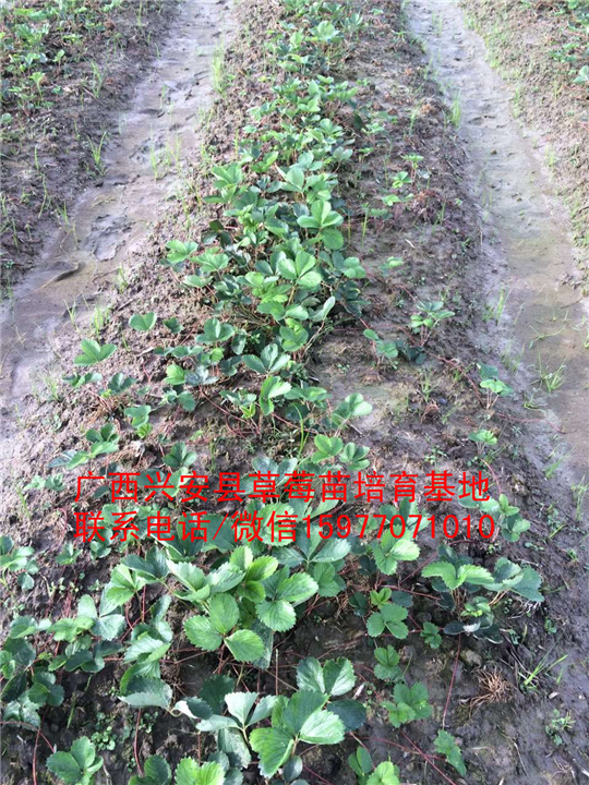 红颜草莓苗大量出售 预定中02
