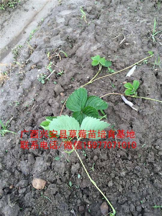 红颜草莓苗大量出售 预定中04