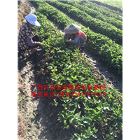 广西红颜草莓苗大量出售预定01