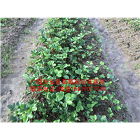 红颜草莓苗大量出售 预定中01