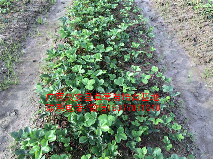 红颜草莓苗大量出售 预定中01