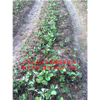 红颜草莓苗大量出售 预定中02