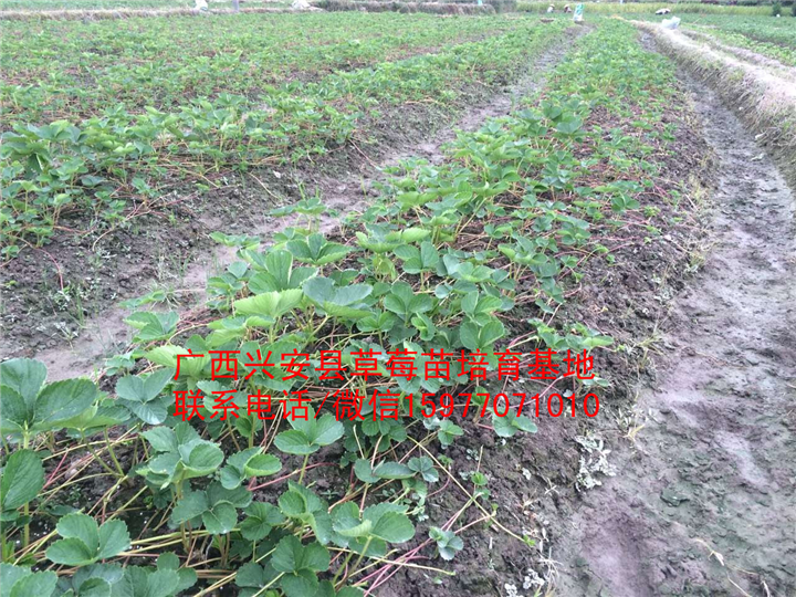 广西红颜草莓苗大量出售预定04