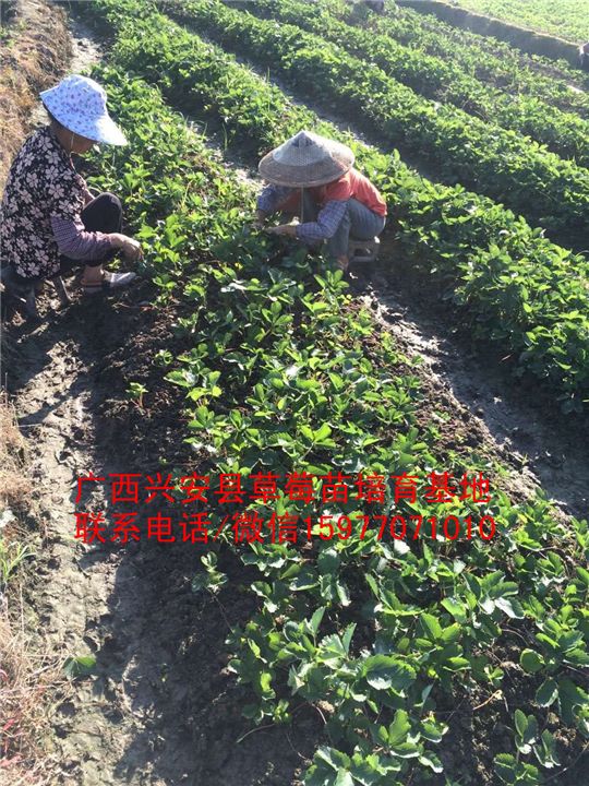 广西红颜草莓苗大量出售预定01