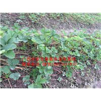 广西红颜草莓苗大量出售预定03