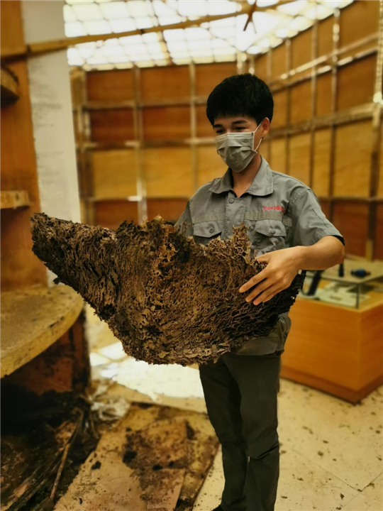 阳江白蚁防治