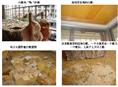阳西白蚁防治