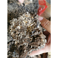 阳江白蚁防治