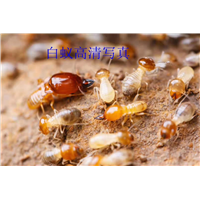 阳江白蚁防治