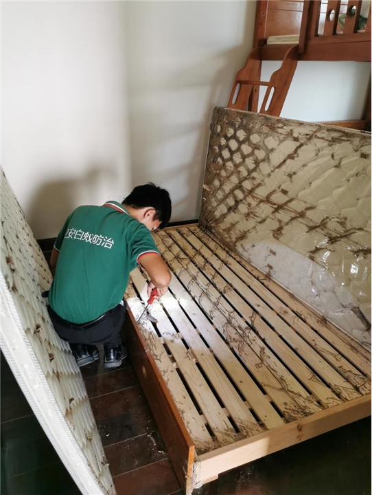 阳江白蚁防治