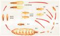 阳江白蚁防治
