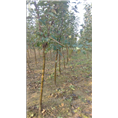 青岛速生樱花基地//山东优质樱花批发