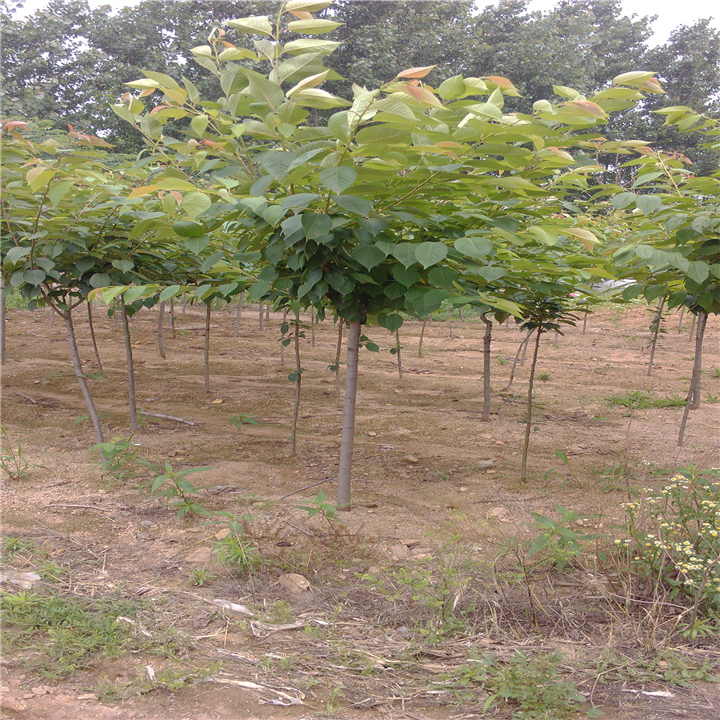 青岛樱花种子供应@**青岛樱花
