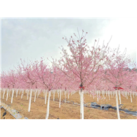 山东樱花基地