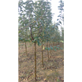 青岛速生樱花基地//山东优质樱花批发