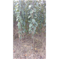 青岛速生樱花基地//山东优质樱花批发