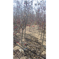 青岛优质樱花基地##山东樱花嫁接苗