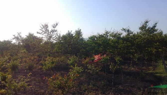 樱花/山东优质樱花/青岛樱花小苗