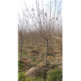 青岛优质樱花基地##山东樱花嫁接苗