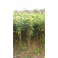 青岛樱花种子供应@**青岛樱花
