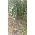 青岛速生樱花基地//山东优质樱花批发