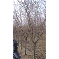 青岛樱花**@@山东樱花批发